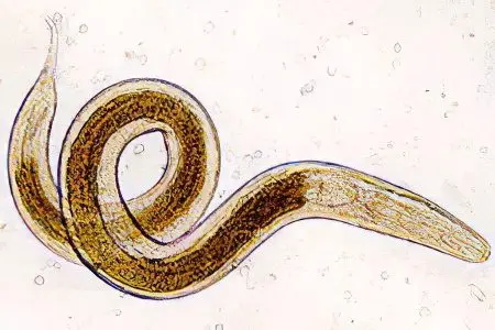 Worms: the first signs and symptoms