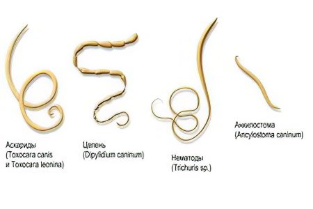 Worms: the first signs and symptoms