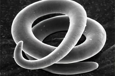 Worms: the first signs and symptoms