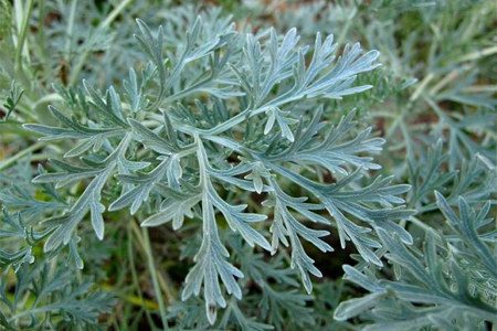 Wormwood: useful and medicinal properties, application