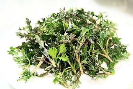 Wormwood: useful and medicinal properties, application