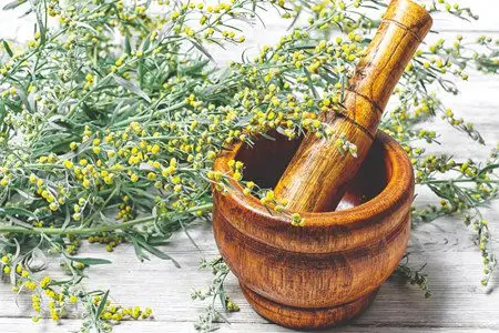 Wormwood: useful and medicinal properties, application