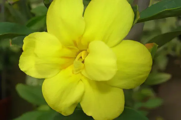 yellow jasmine