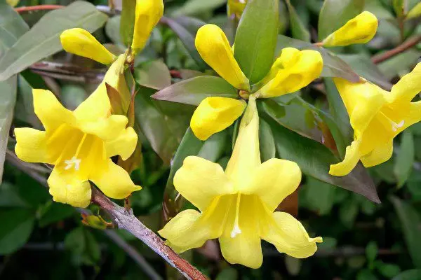 yellow jasmine