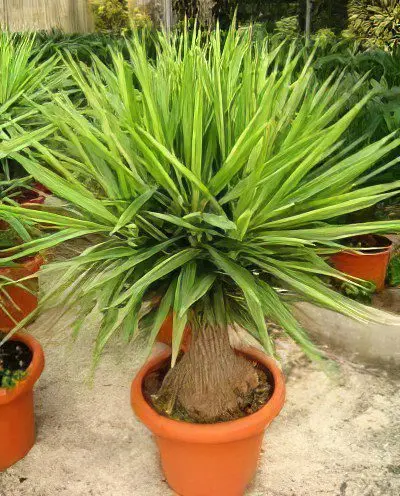 Yucca