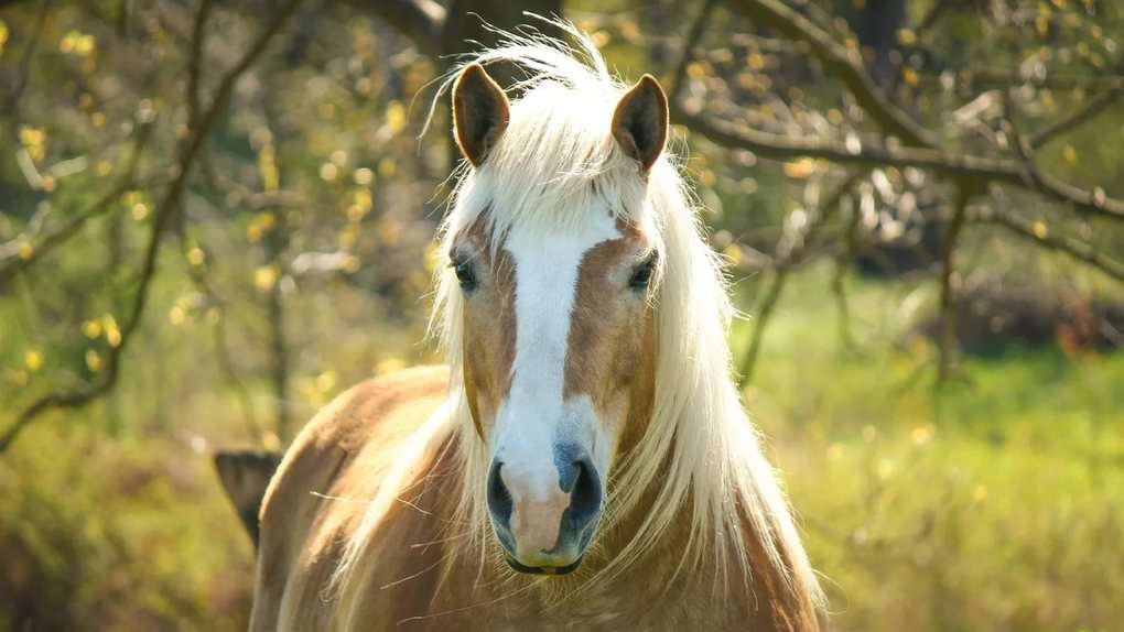 10 animals that can heal a person