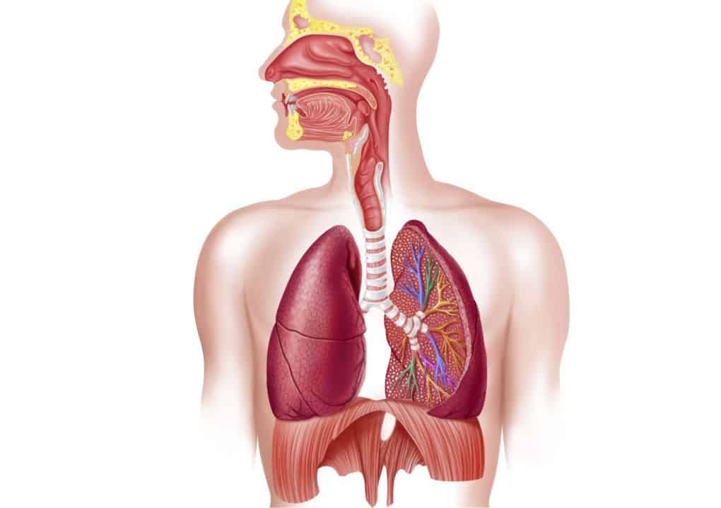 10 biological anomalies inherent in humans