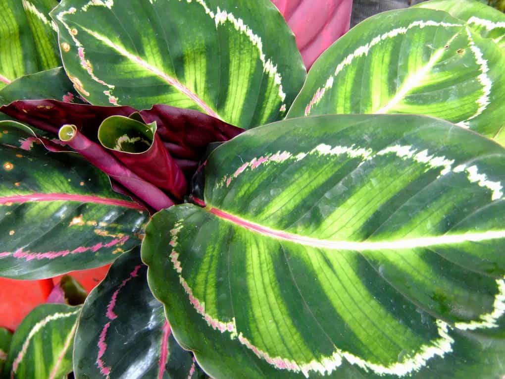 10 indoor plants that bring prosperity to the family