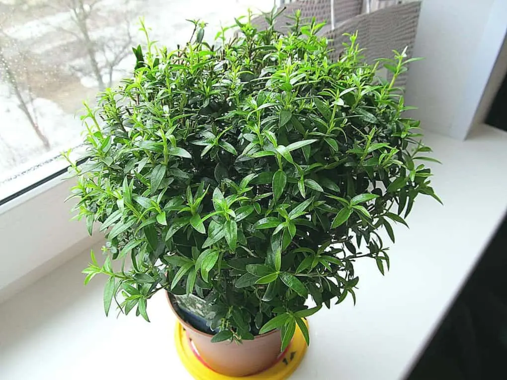 10 indoor plants that bring prosperity to the family