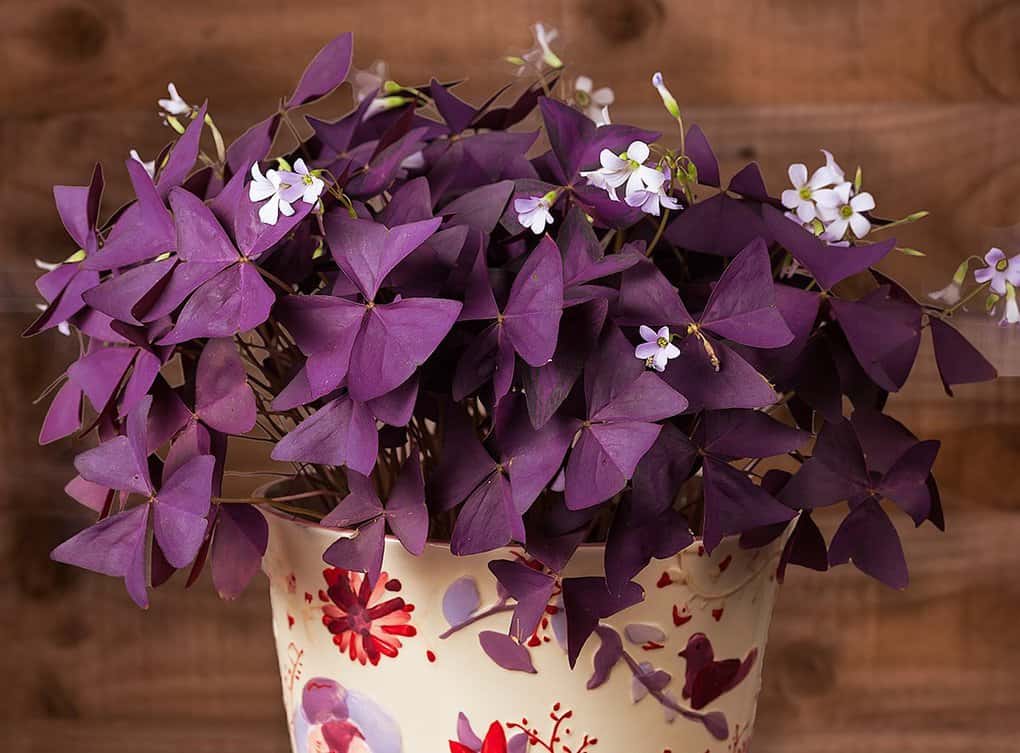 10 indoor plants that bring prosperity to the family