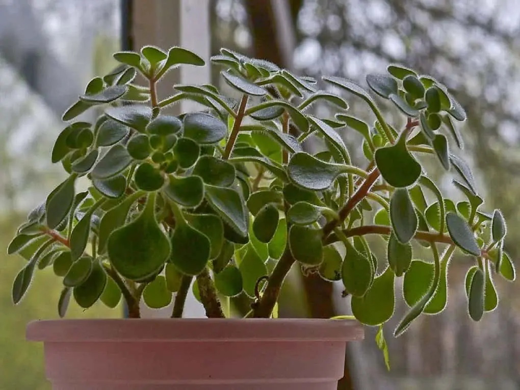 10 indoor plants that bring prosperity to the family