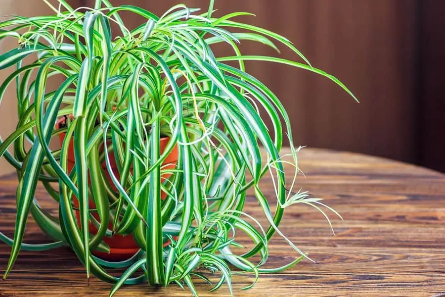 10 indoor plants that bring prosperity to the family