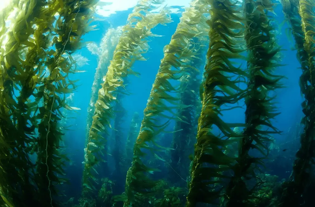 10 interesting facts about algae - useful and unpretentious plants