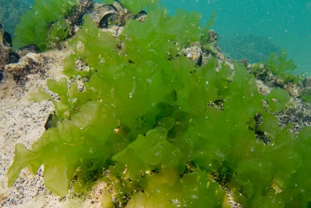 10 interesting facts about algae - useful and unpretentious plants