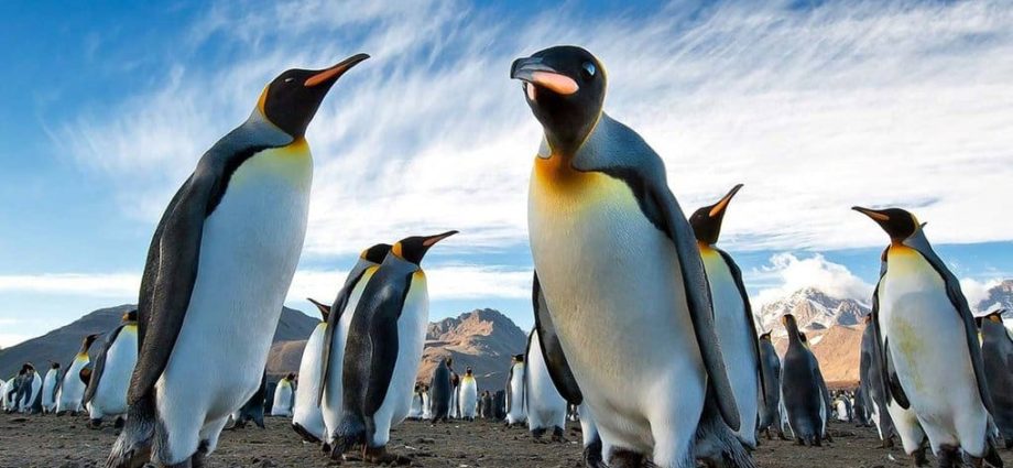 10 interesting facts about Antarctica