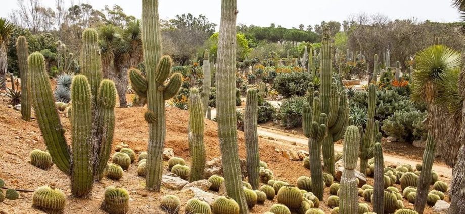 10 interesting facts about cacti