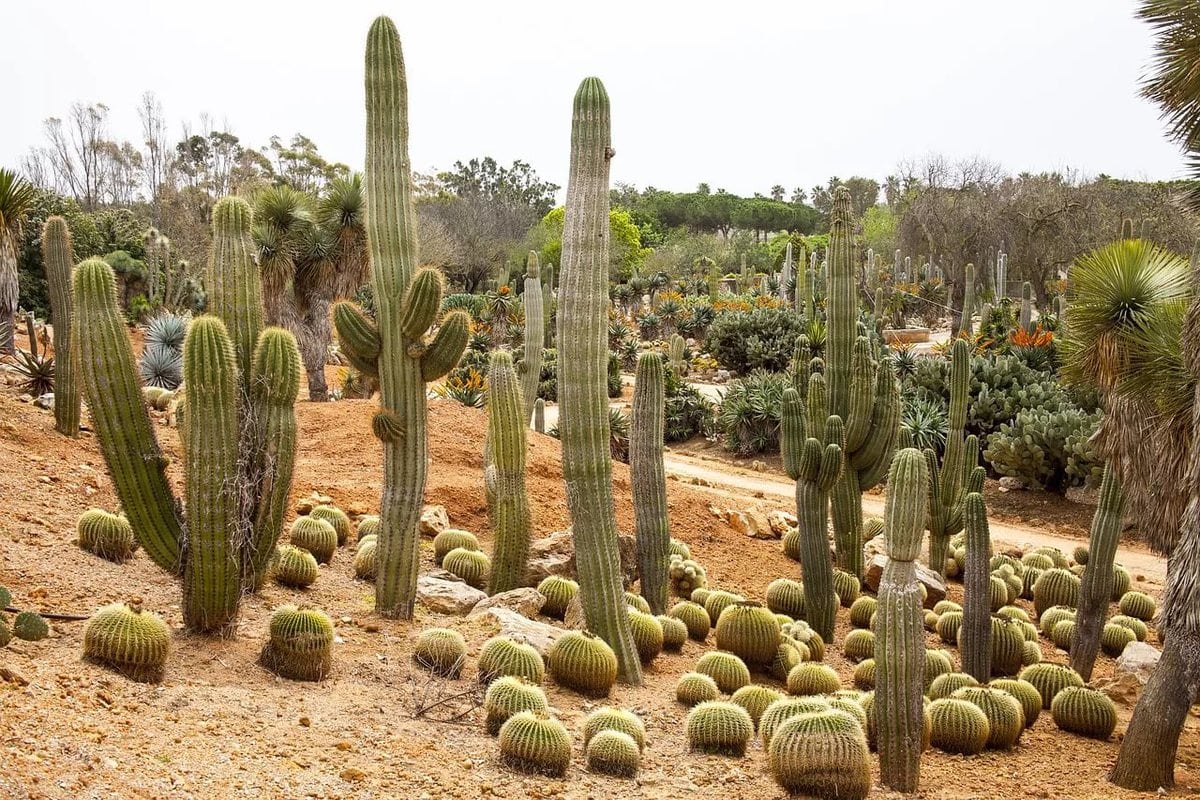 10 interesting facts about cacti