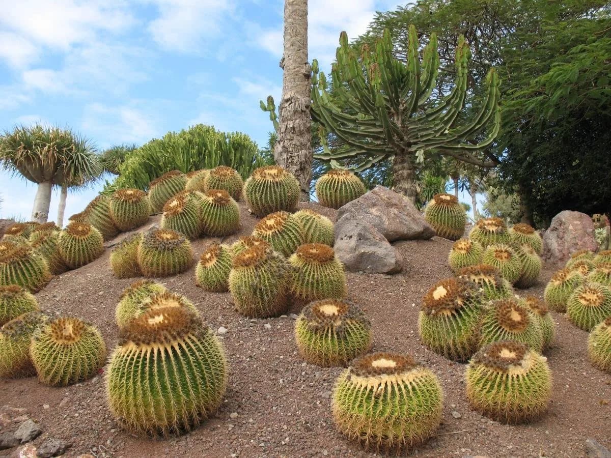 10 interesting facts about cacti