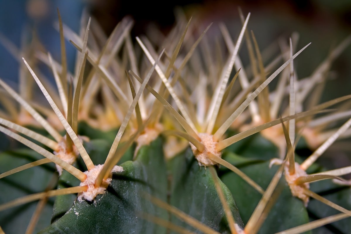 10 interesting facts about cacti