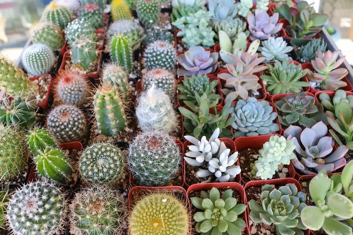 10 interesting facts about cacti