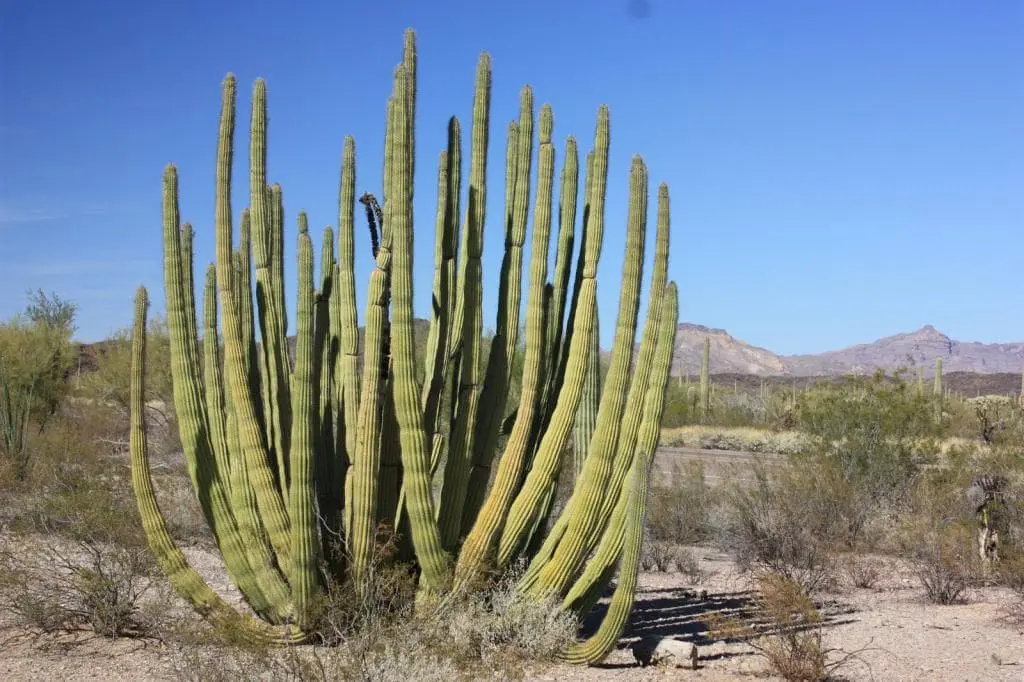 10 interesting facts about cacti