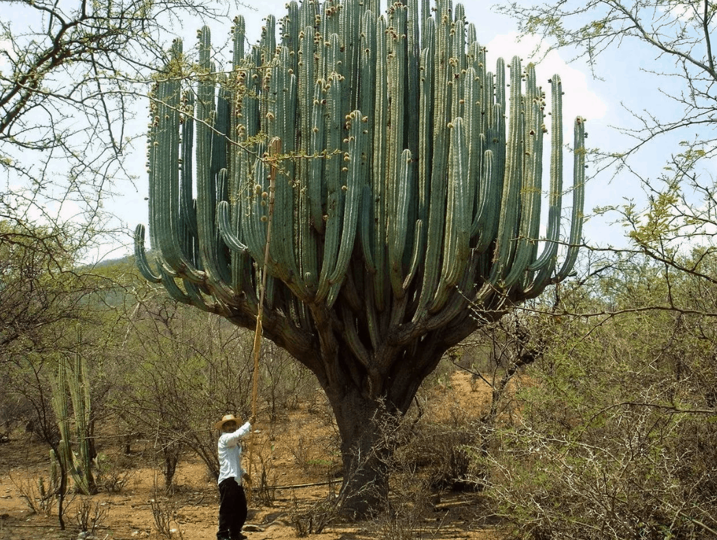 10 interesting facts about cacti