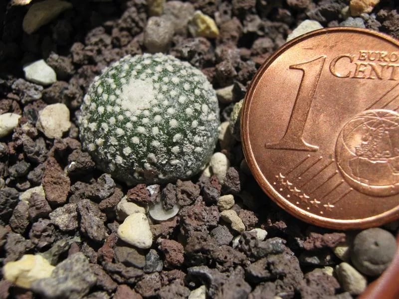 10 interesting facts about cacti