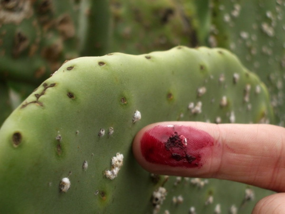 10 interesting facts about cacti