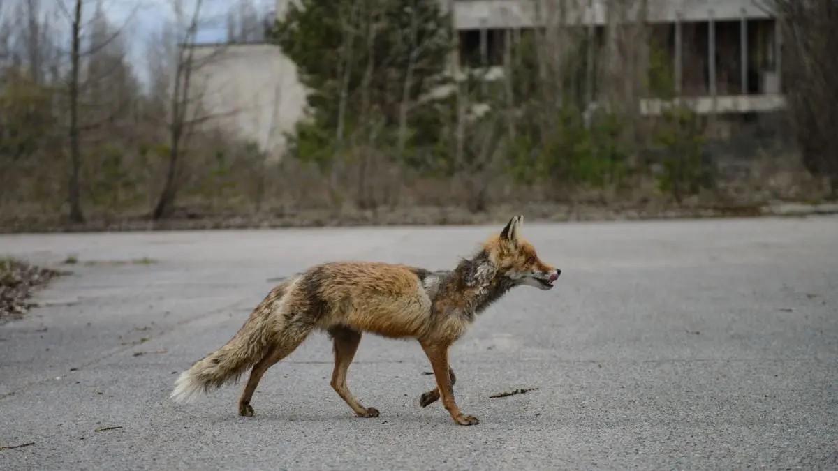 10 interesting facts about Chernobyl - a tragedy, the consequences of which will haunt people for a long time to come