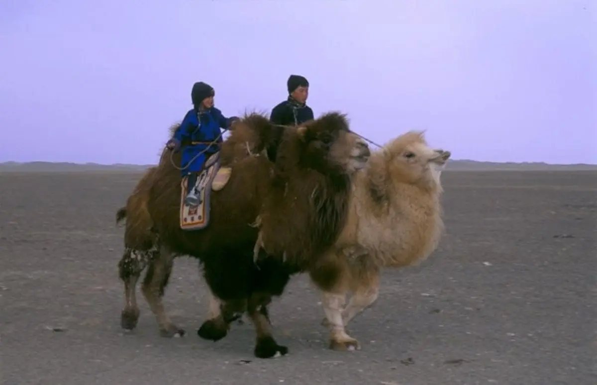 10 interesting facts about Mongolia - a country of endless steppes