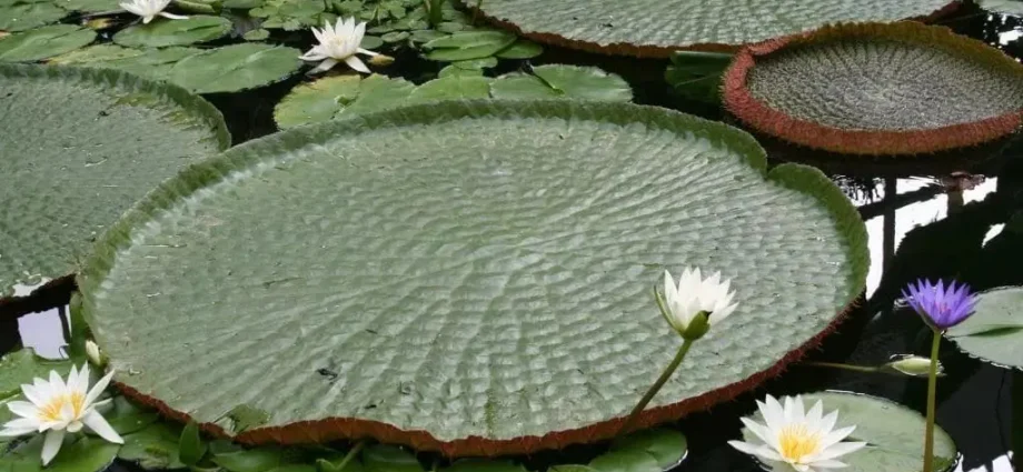 10 Interesting Facts About Plants That Might Surprise You