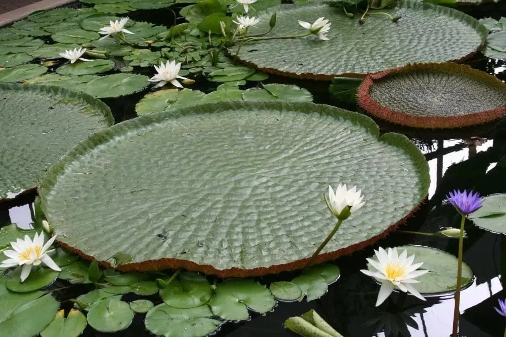 10 Interesting Facts About Plants That Might Surprise You