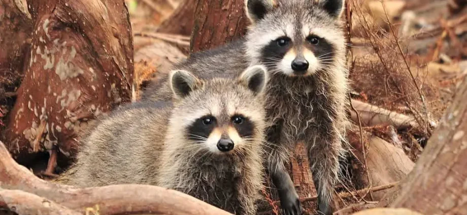 10 interesting facts about raccoons