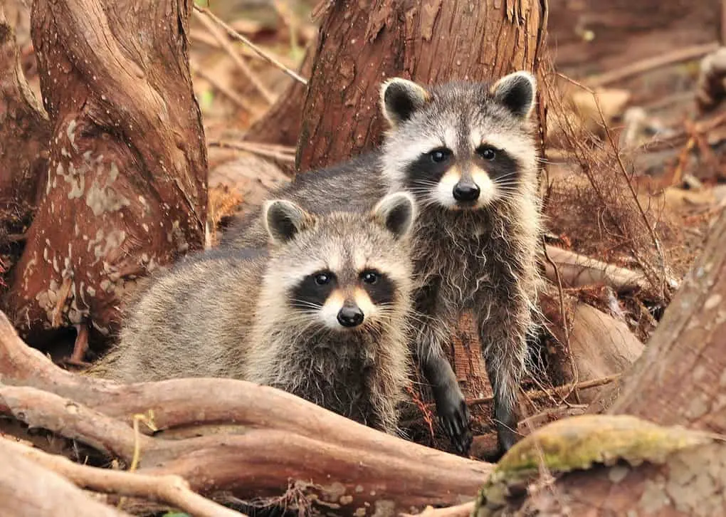 10 interesting facts about raccoons