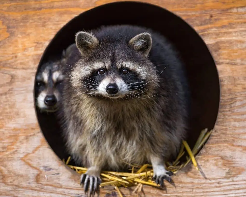 10 interesting facts about raccoons