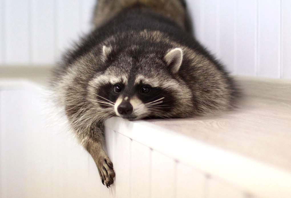 10 interesting facts about raccoons