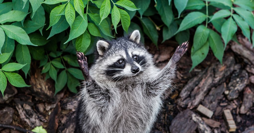 10 interesting facts about raccoons