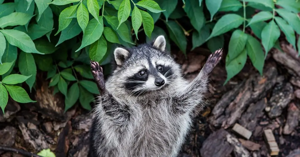 10 interesting facts about raccoons