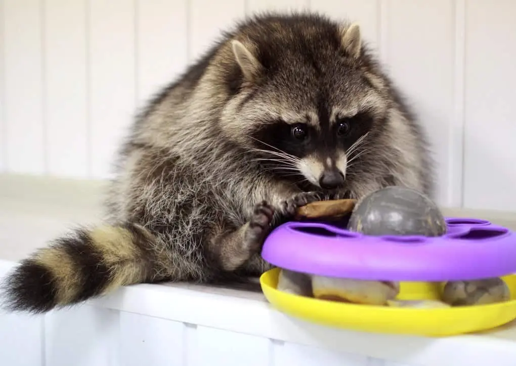 10 interesting facts about raccoons