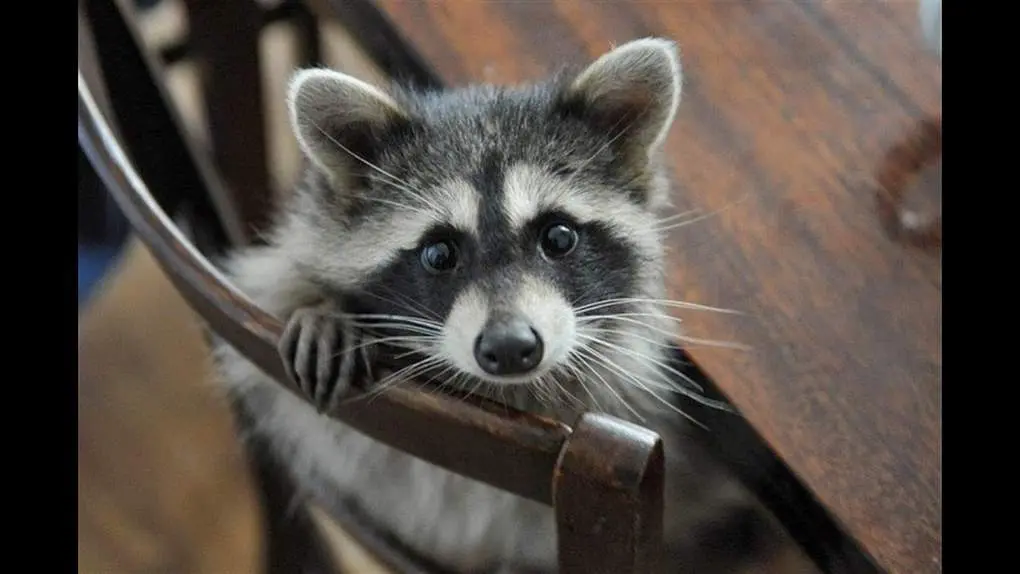 10 interesting facts about raccoons