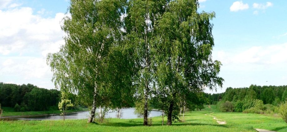 10 interesting facts about the birch and its image in the culture of our country