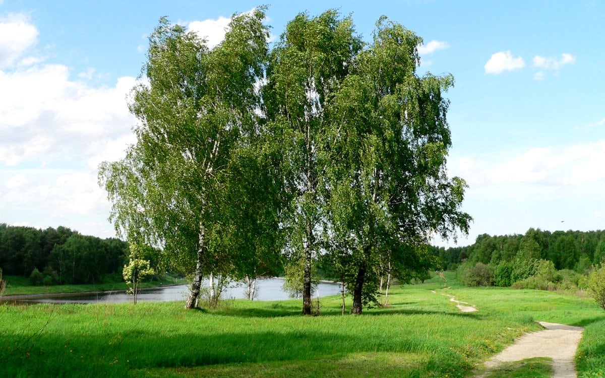 10 interesting facts about the birch and its image in the culture of our country