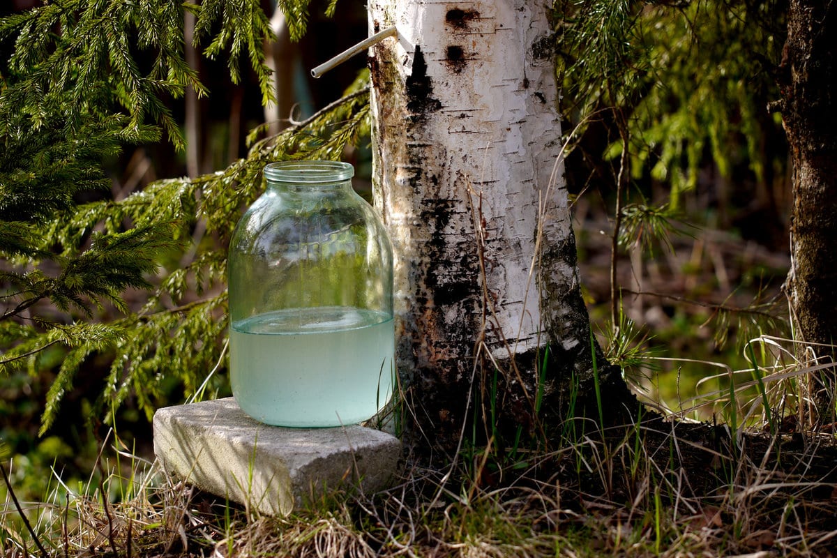 10 interesting facts about the birch and its image in the culture of our country