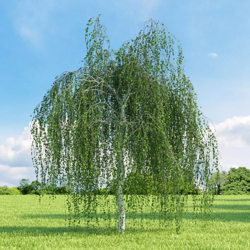 10 interesting facts about the birch and its image in the culture of our country