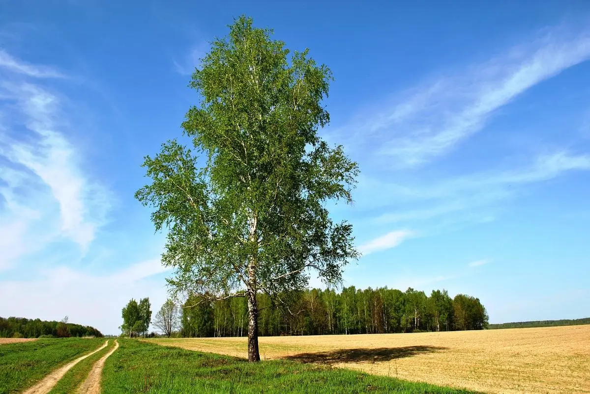 10 interesting facts about the birch and its image in the culture of our country