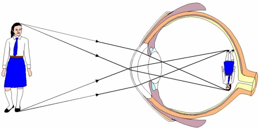 10 interesting facts about the eyes and human vision