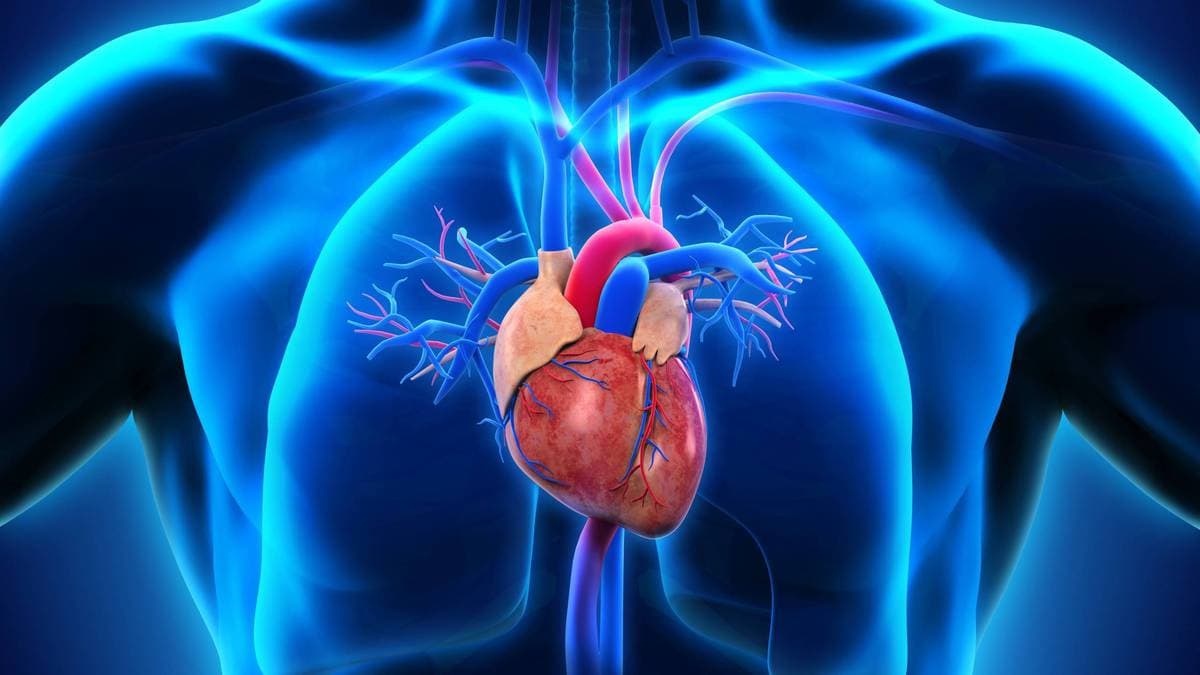 10 interesting facts about the heart - one of the most important human organs