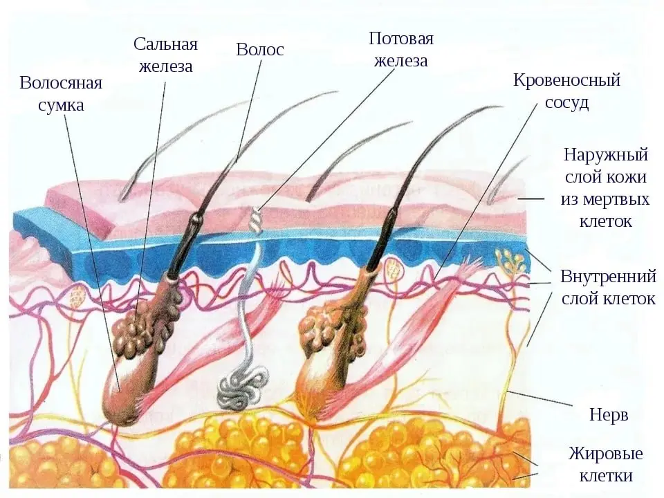 10 interesting facts about the skin of living organisms