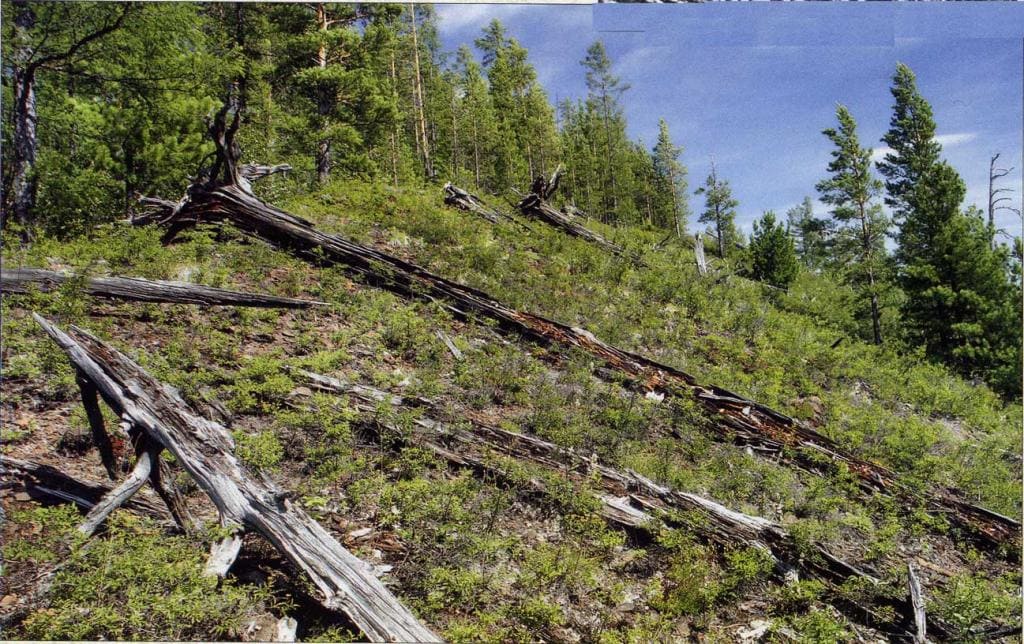 10 interesting facts about the Tunguska meteorite that are still difficult to explain