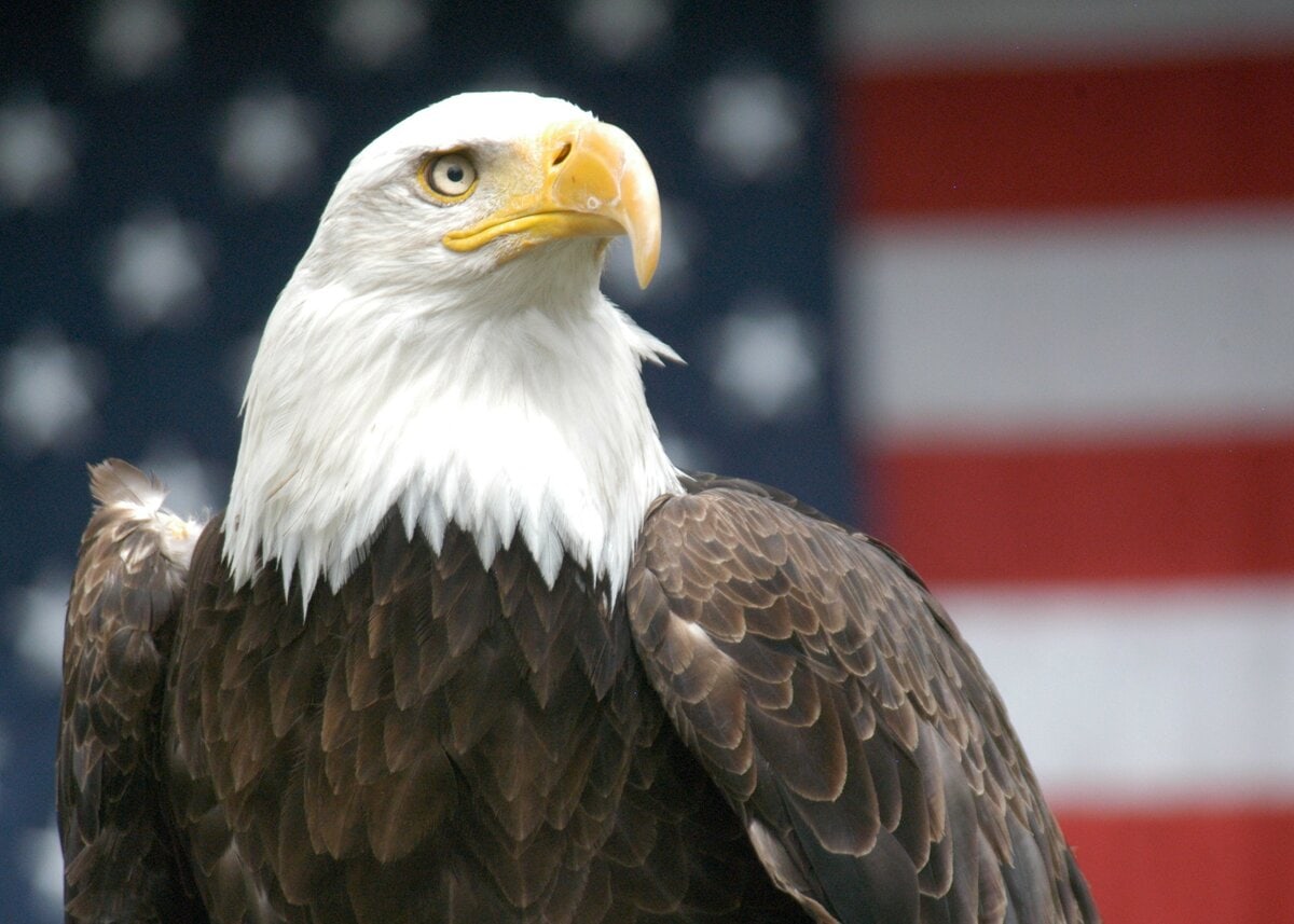 10 interesting facts about the USA and the people of America